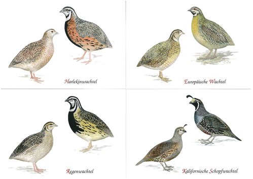 Postkartenset Ziergeflügel Z1 (12 Stück) Hokkos, Perlhühner, Pfauen, Zahnwachteln, Wachteln