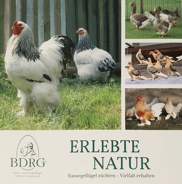 Broschüre "Erlebte Natur – Rassegeflügel züchten – Vielfalt erhalten" 1 St.