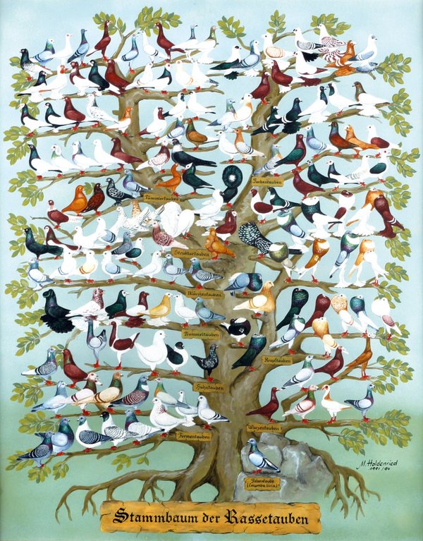 Poster "Stammbaum der Rassetauben" (59,4x75cm)