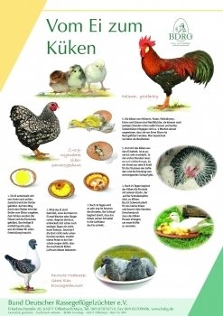 Poster "Vom Ei zum Küken" (57x83 cm)