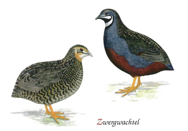 Postkartenset Ziergeflügel Z1 (12 Stück) Hokkos, Perlhühner, Pfauen, Zahnwachteln, Wachteln