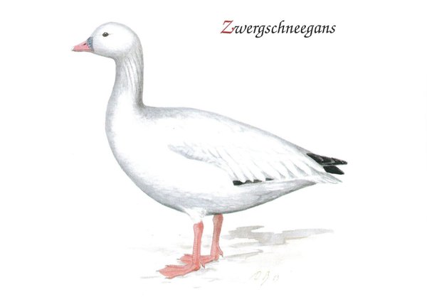 Postkartenset Ziergeflügel Z3 (16 Stück) Schwäne, Gänse